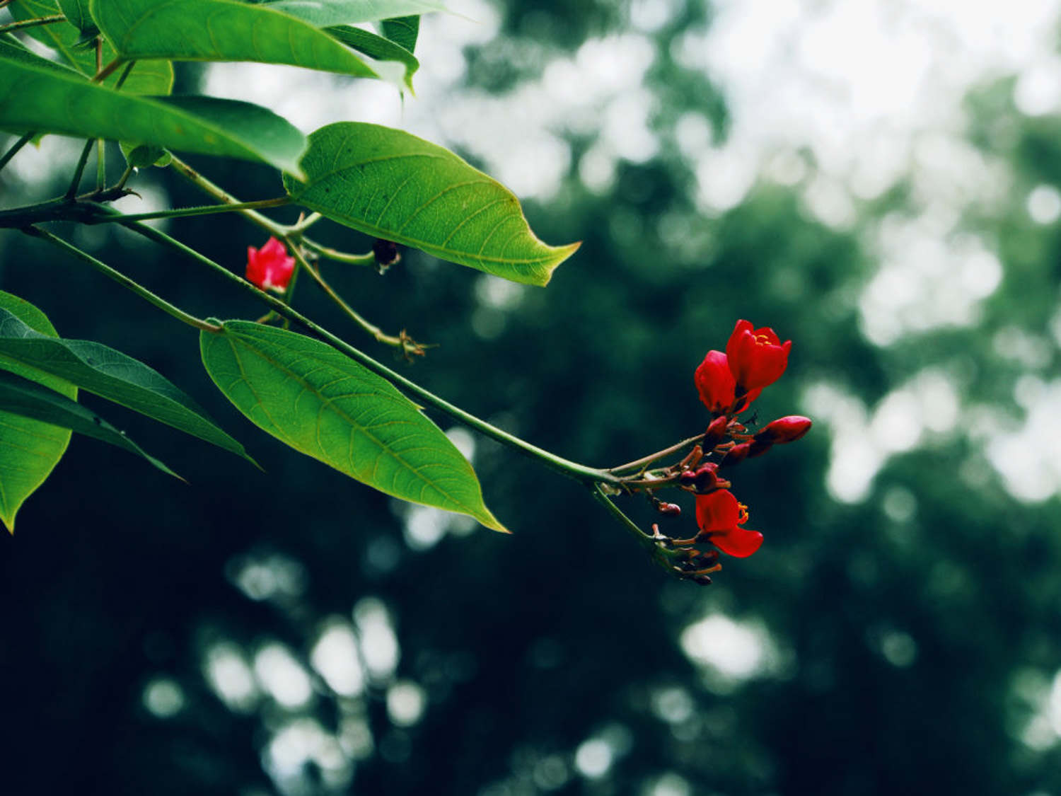 琴叶珊瑚 琴叶珊瑚