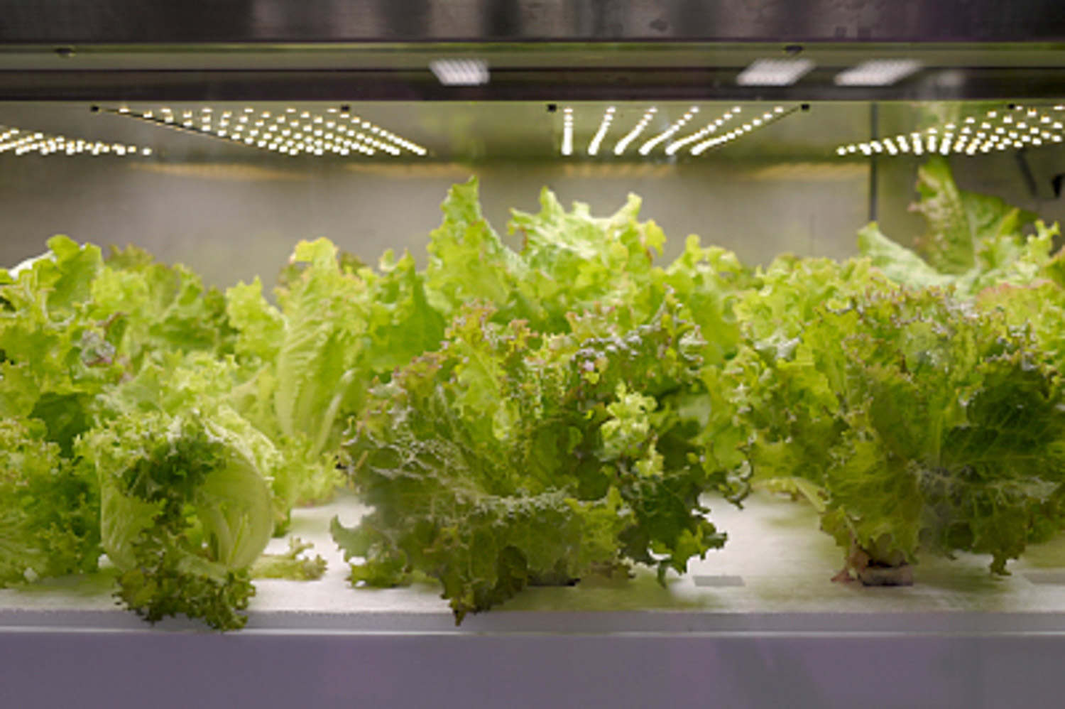 生菜可以生吃吗，怎么做好吃