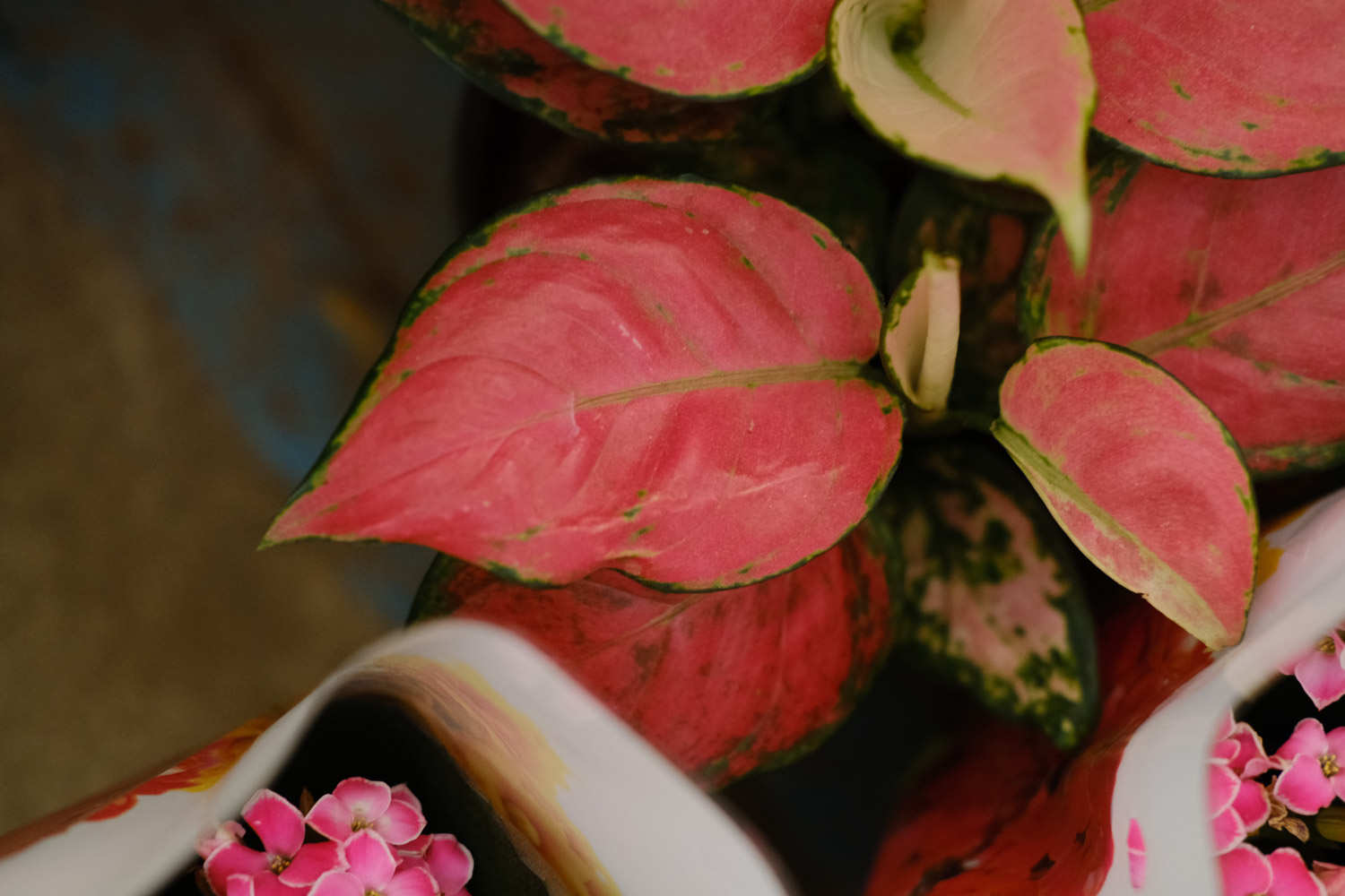 如意皇后 如意皇后