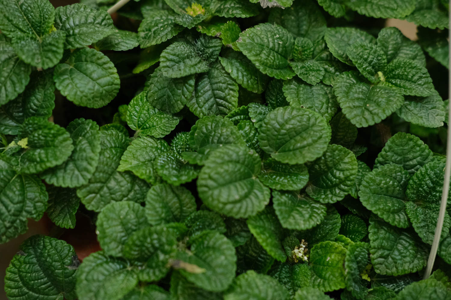 吸毒草可以水培吗