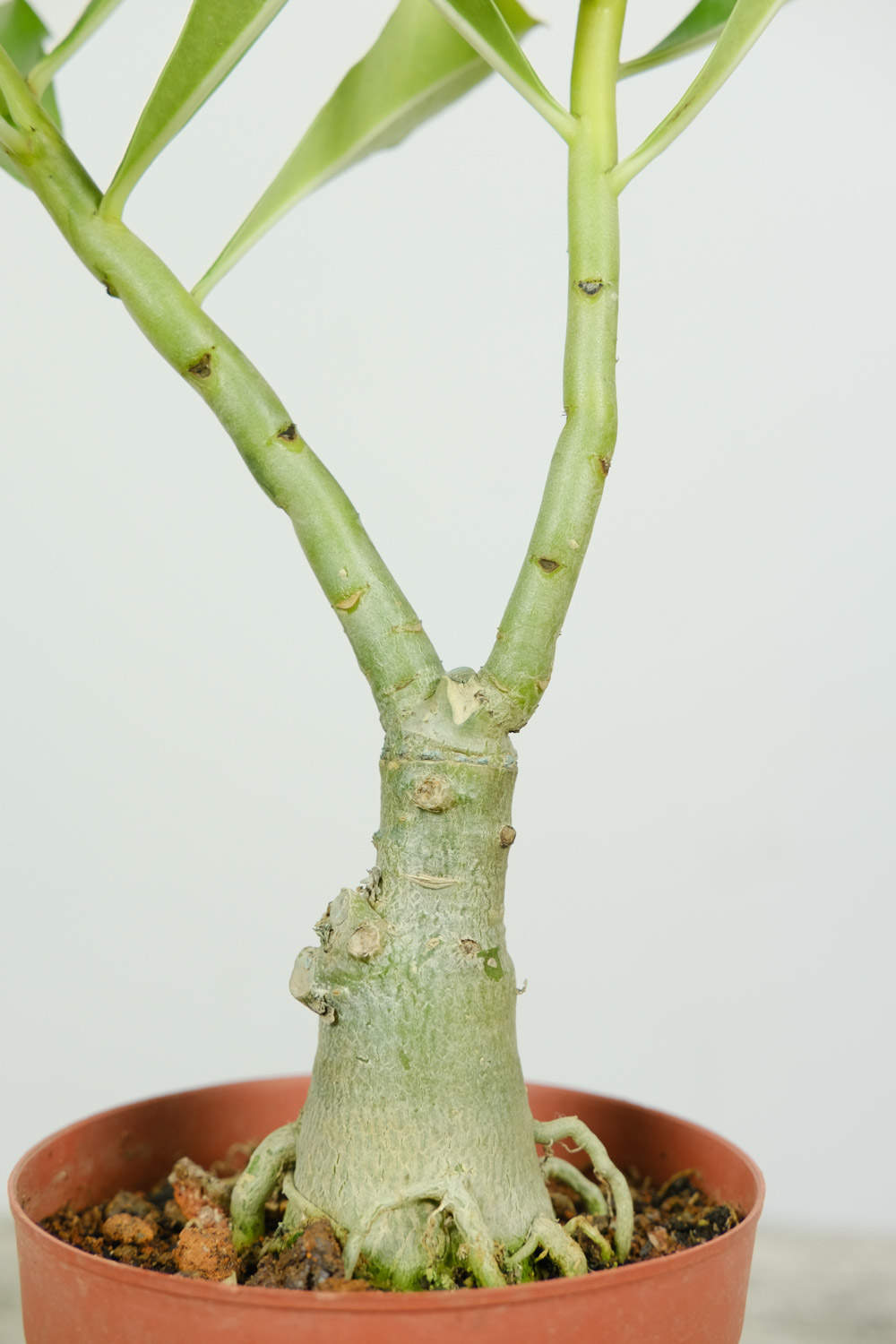 沙漠玫瑰 沙漠玫瑰