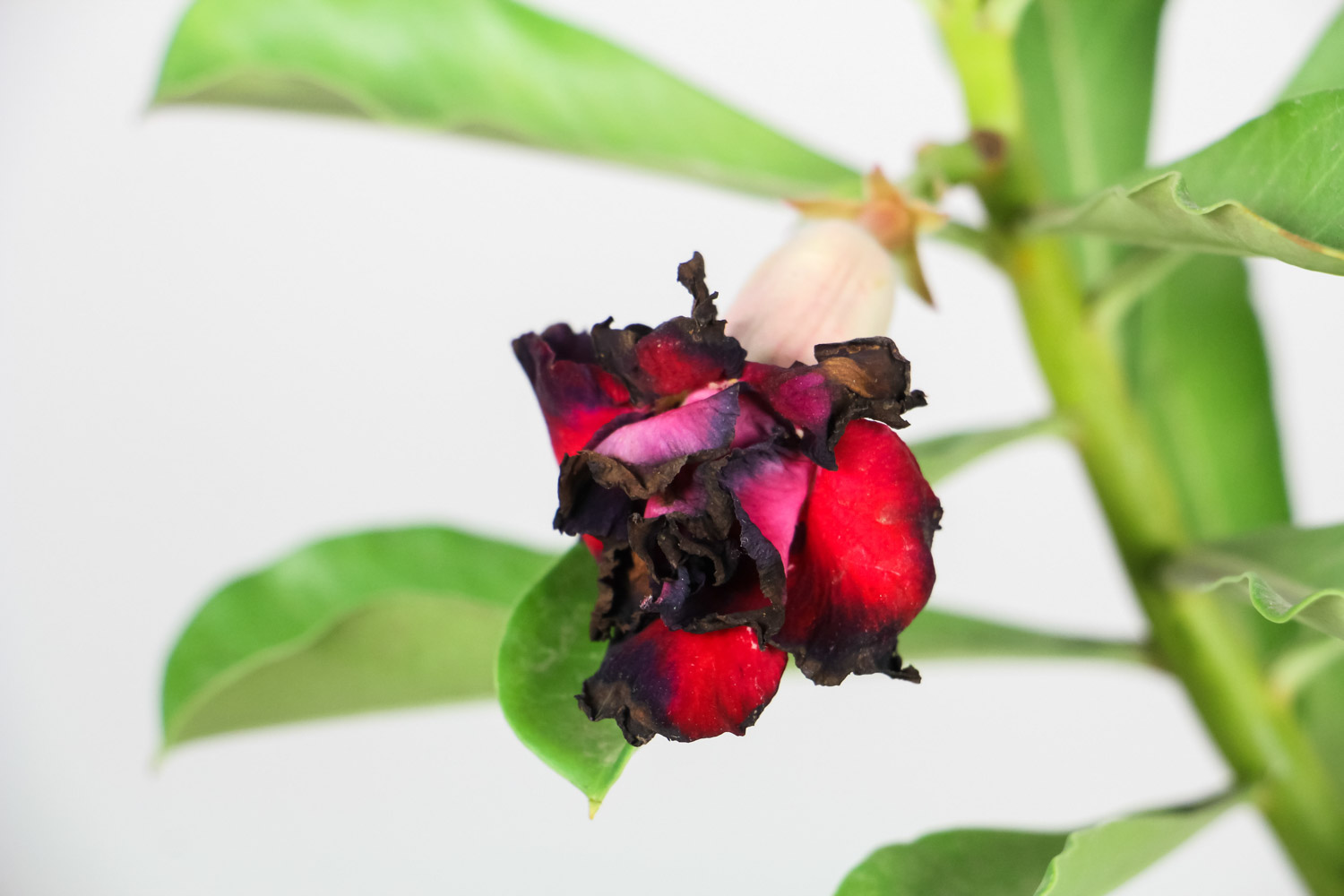 沙漠玫瑰 沙漠玫瑰