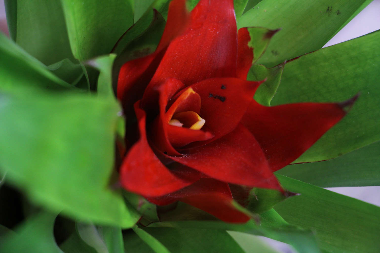 鸿运当头 鸿运当头