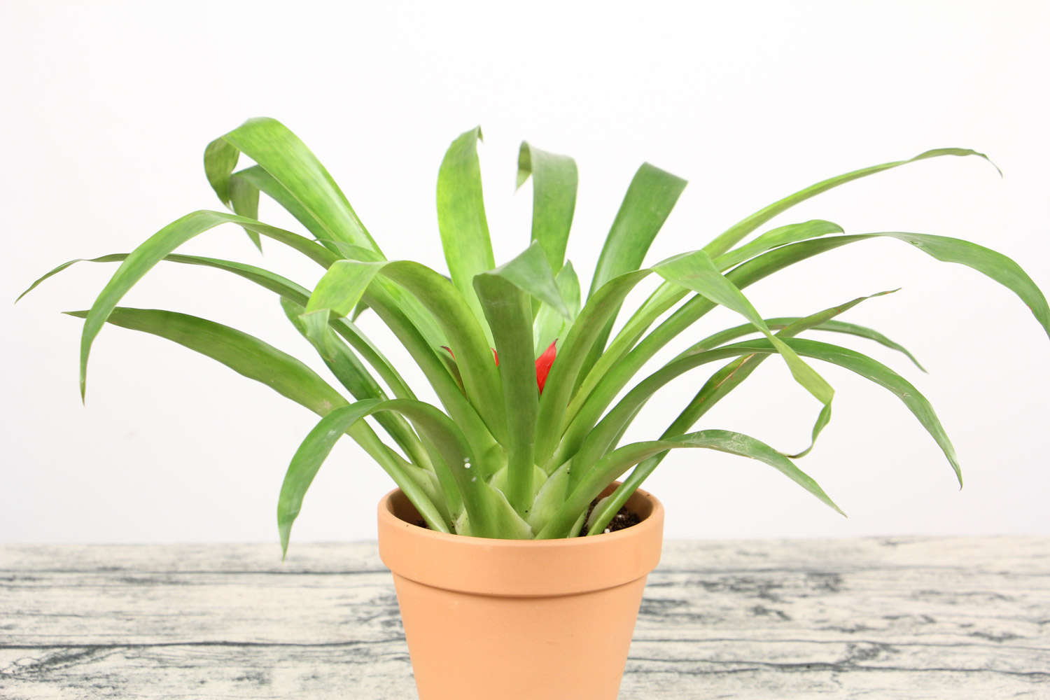 鸿运当头 鸿运当头