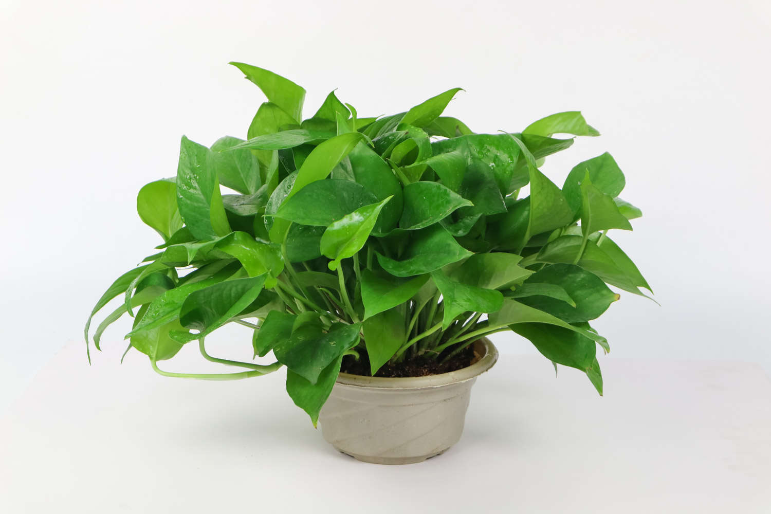 家里养绿萝好不好