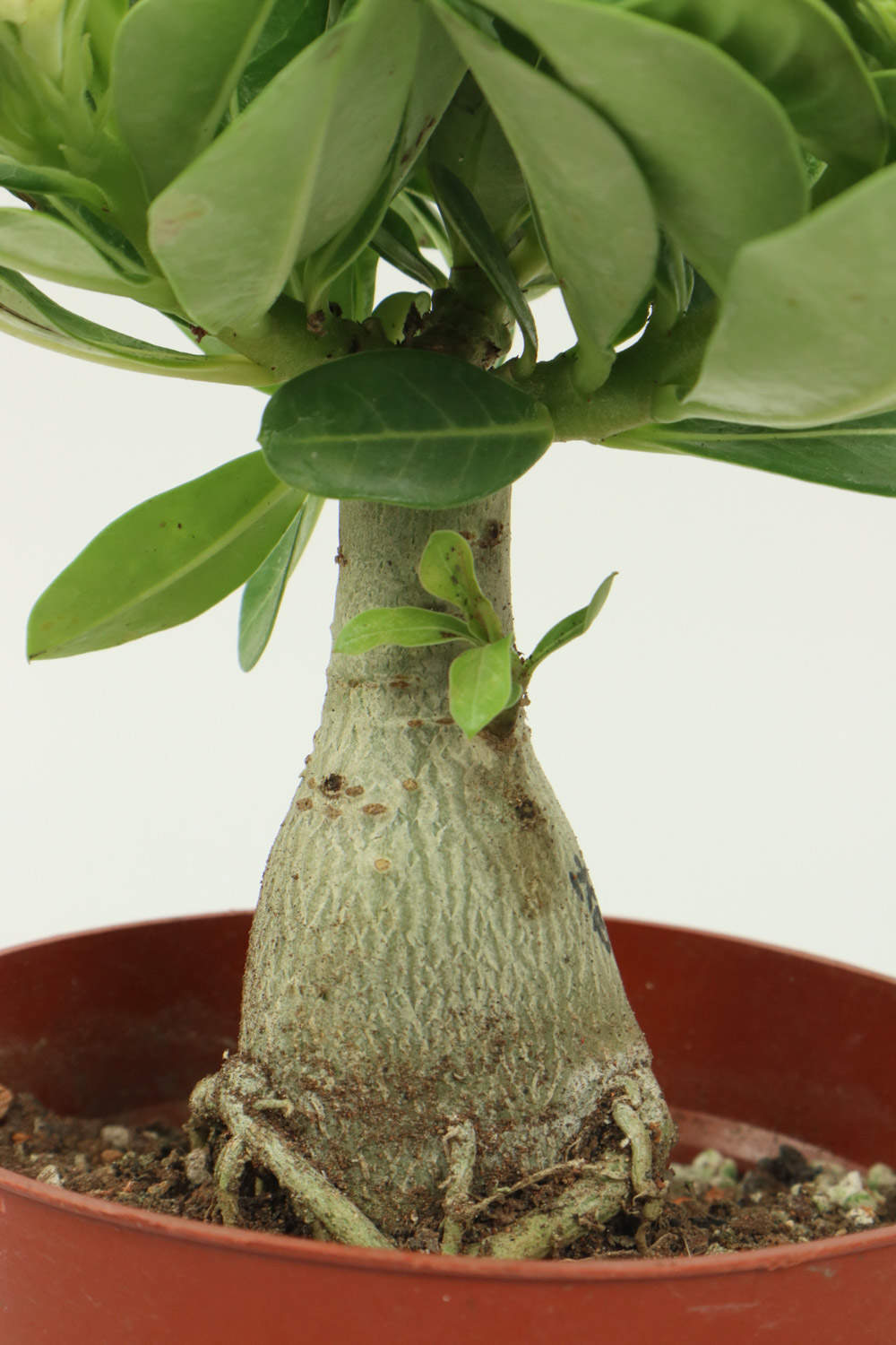 沙漠玫瑰 沙漠玫瑰