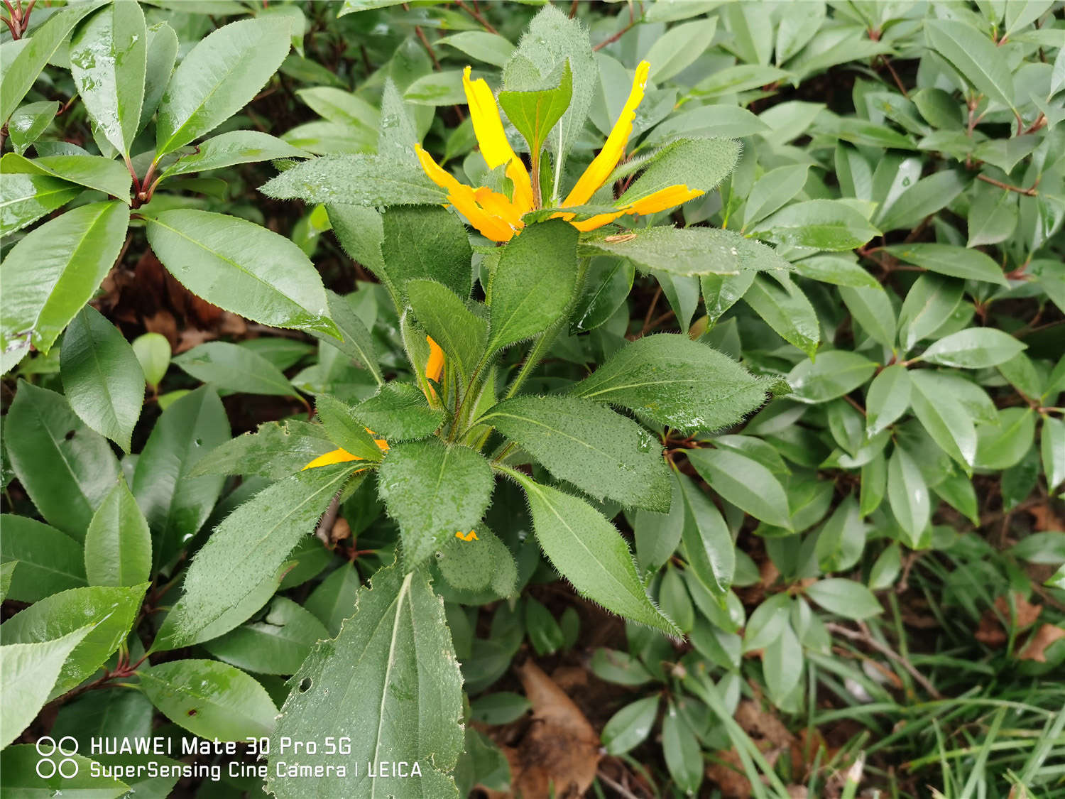 关于菊花的民间故事