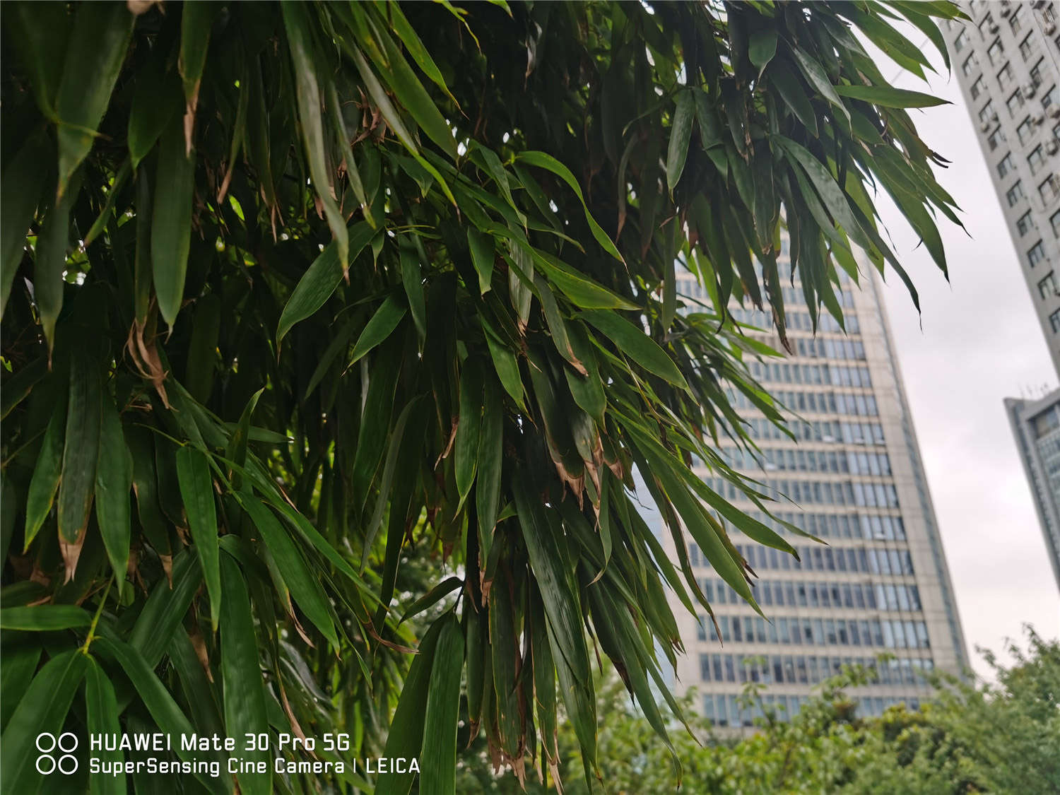 竹类代表哪一类人