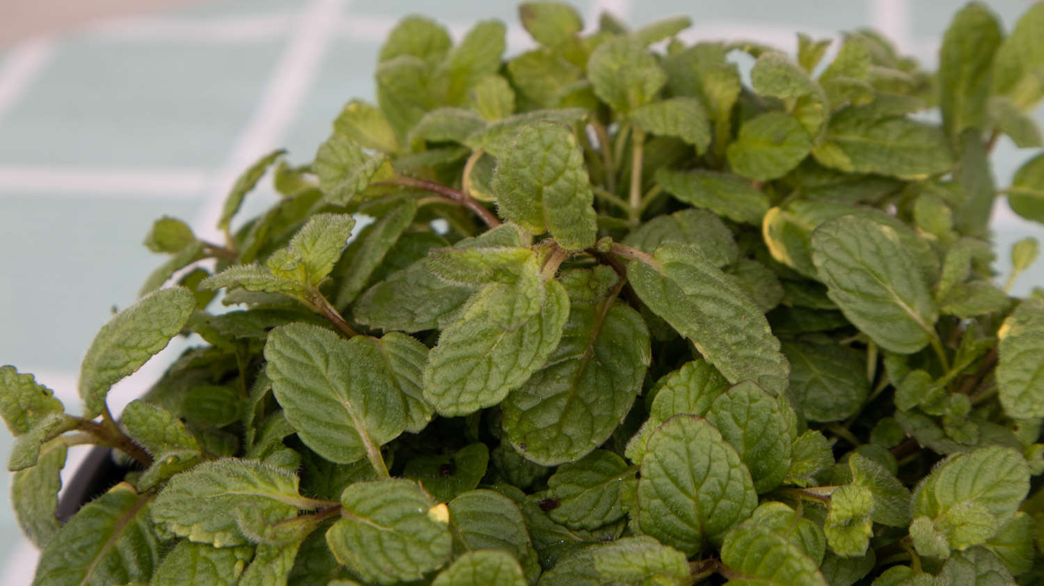 薄荷 薄荷