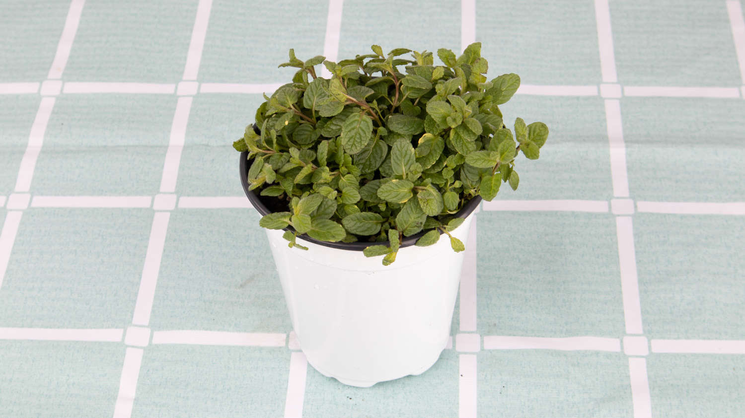 薄荷可以水养吗