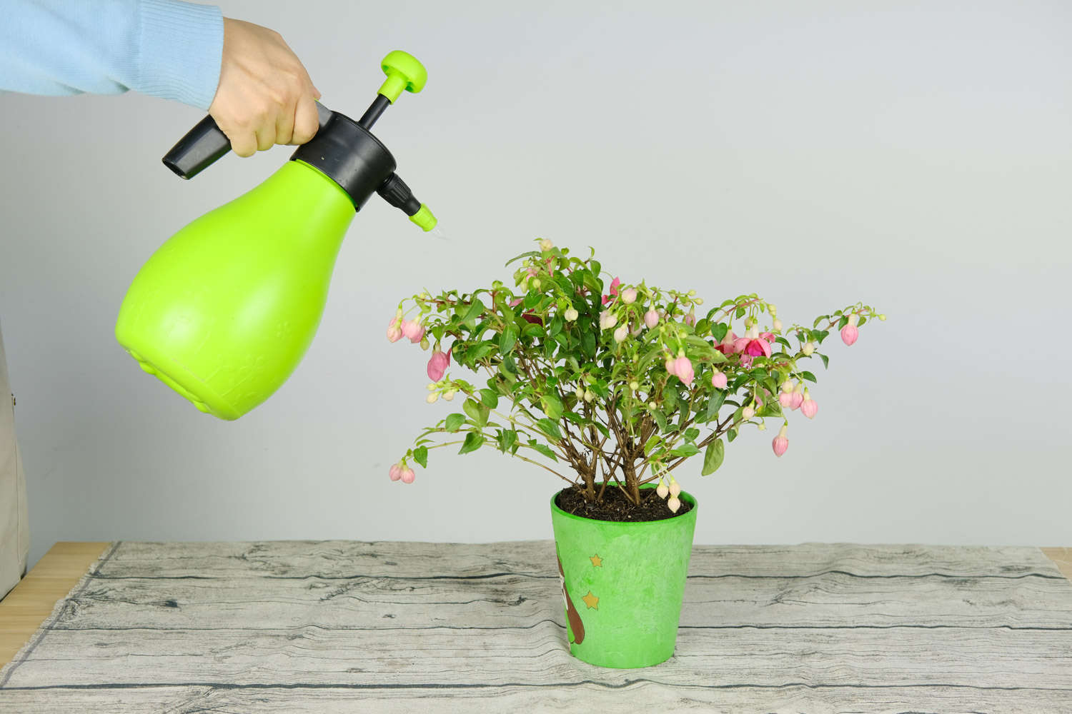 倒挂金钟 倒挂金钟