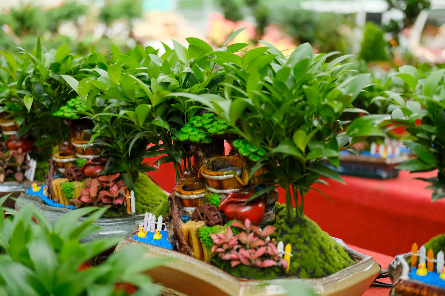 竹柏可以水培吗