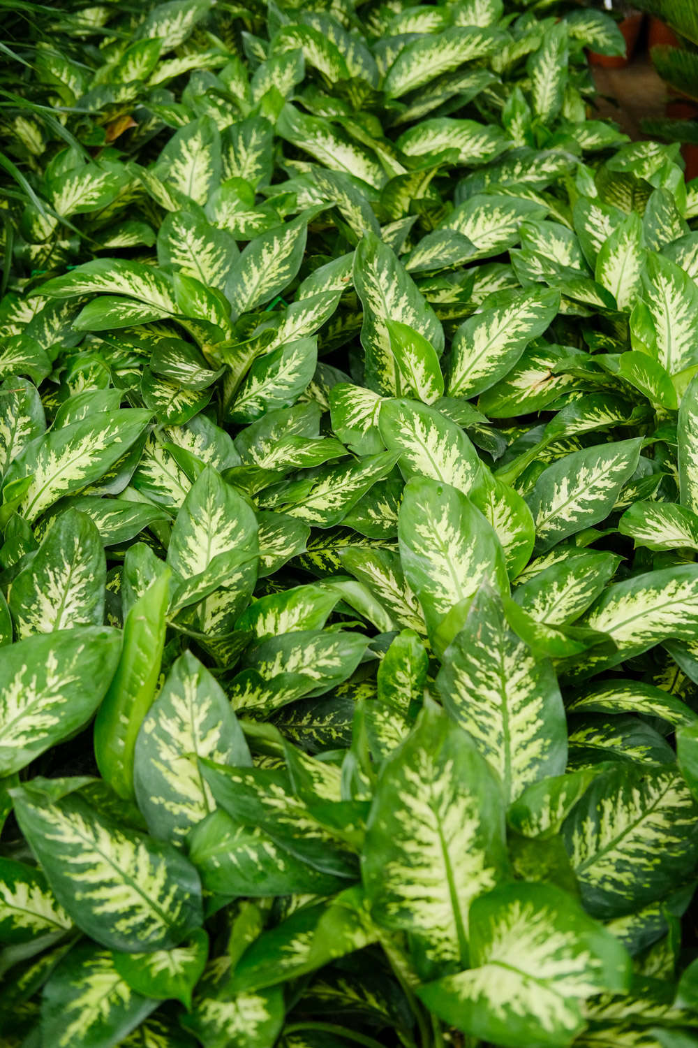 花叶万年青 花叶万年青