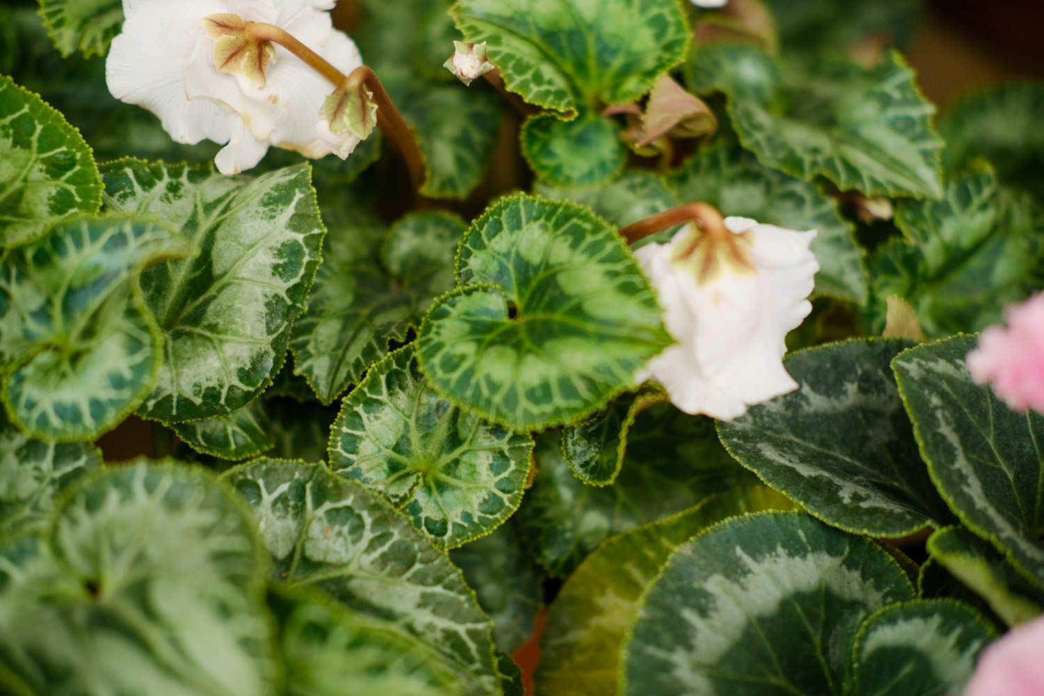 关于仙客来的故事