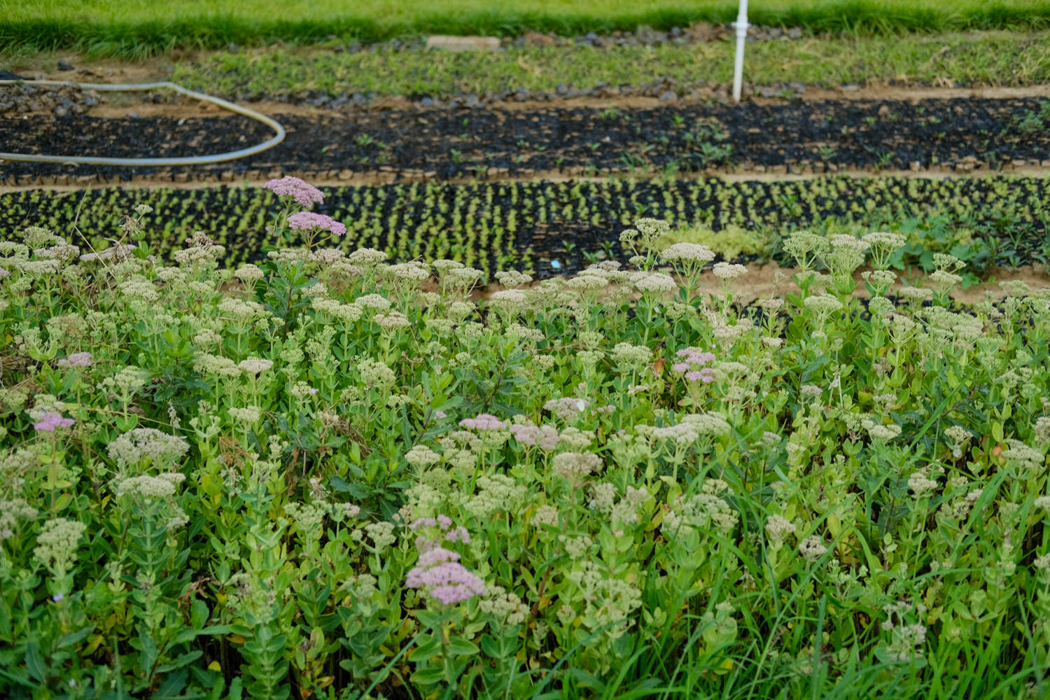 八宝景天有毒吗？