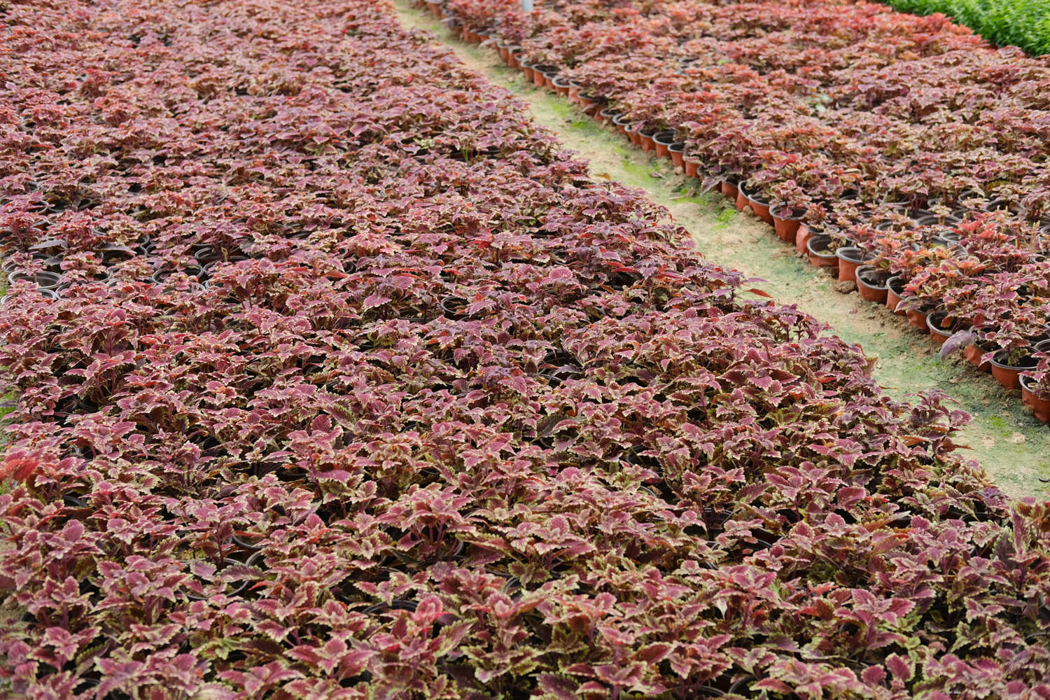 彩叶草可以放在卧室吗