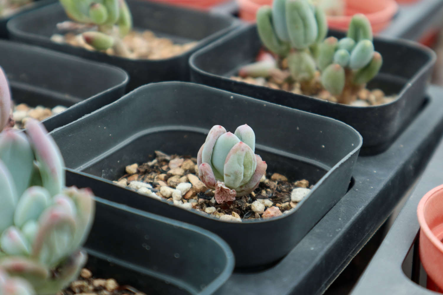 知道吗？你养的那些多肉，有些是能吃的！