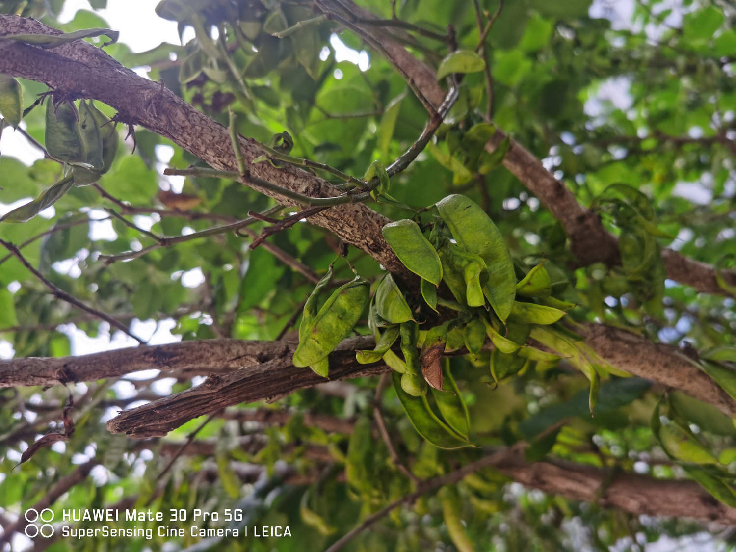 香港的市花是什么花啊，澳门的市花是什么花啊