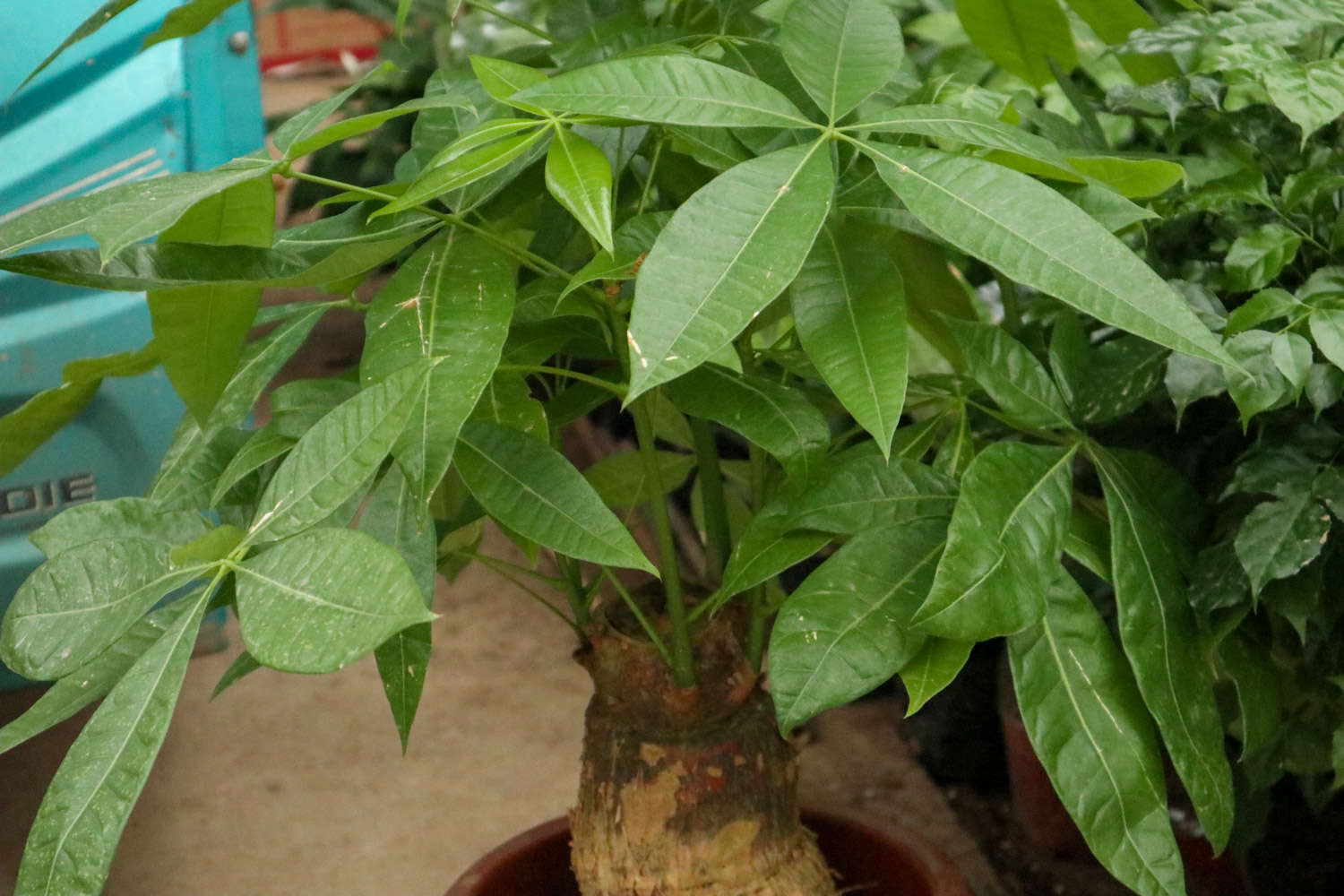 客厅放发财树有讲究吗，发财树风水摆放三不要