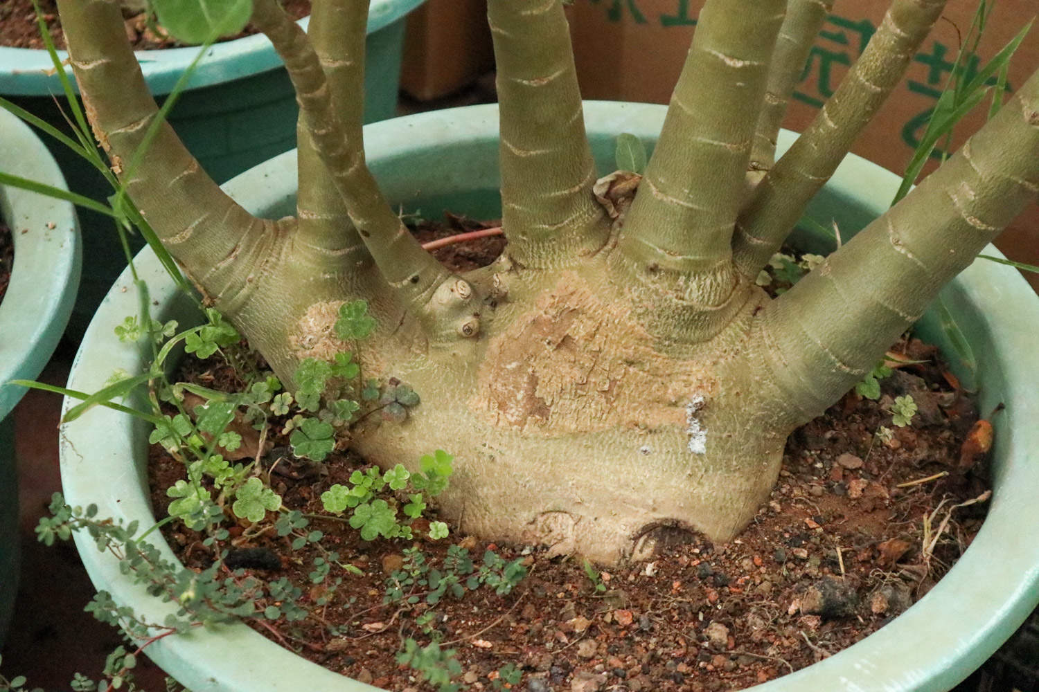 沙漠玫瑰 沙漠玫瑰