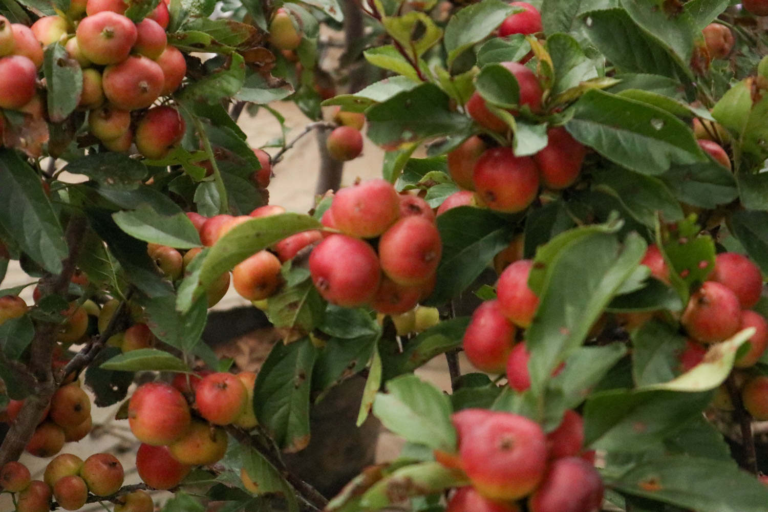 海棠的功效和作用，有什么禁忌