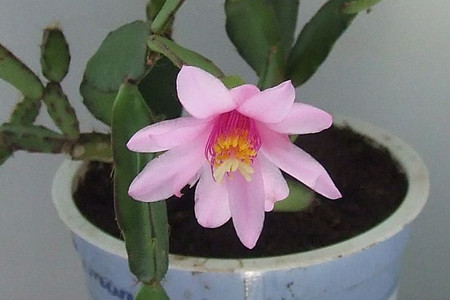 落花之舞 落花之舞