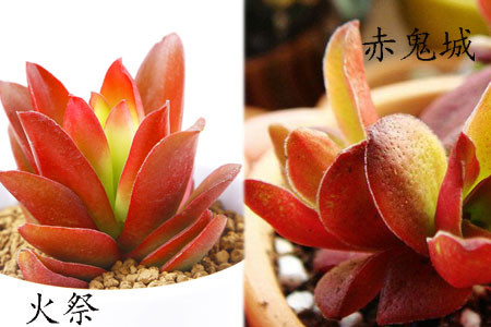 赤鬼城、火祭区别一:看颜色 赤鬼城、火祭区别一:看颜色