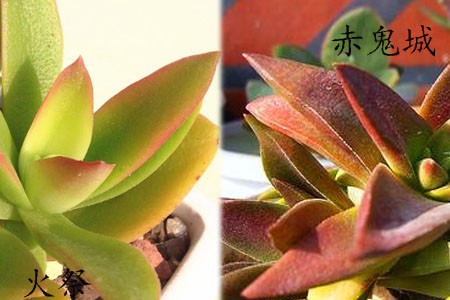 赤鬼城、火祭区别二:叶片厚度 赤鬼城、火祭区别二:叶片厚度