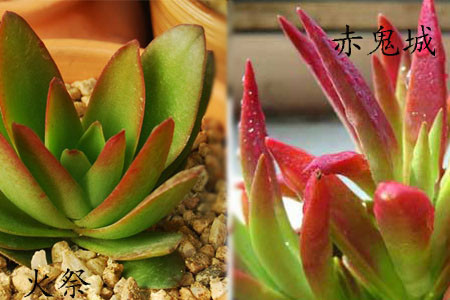 赤鬼城、火祭区别三:叶片形状 赤鬼城、火祭区别三:叶片形状