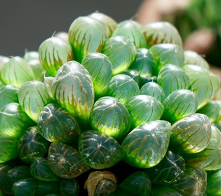 玉露盆栽 玉露盆栽