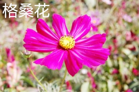 格桑花花朵