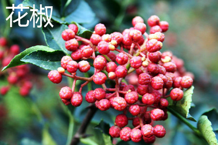 花椒.jpg