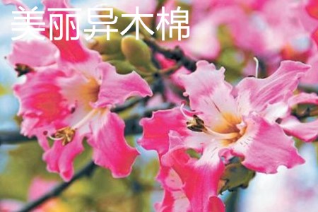 美丽异木棉