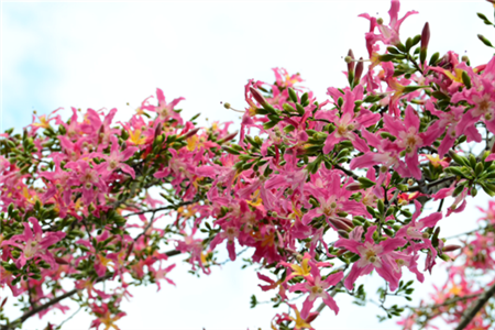 异木棉 异木棉
