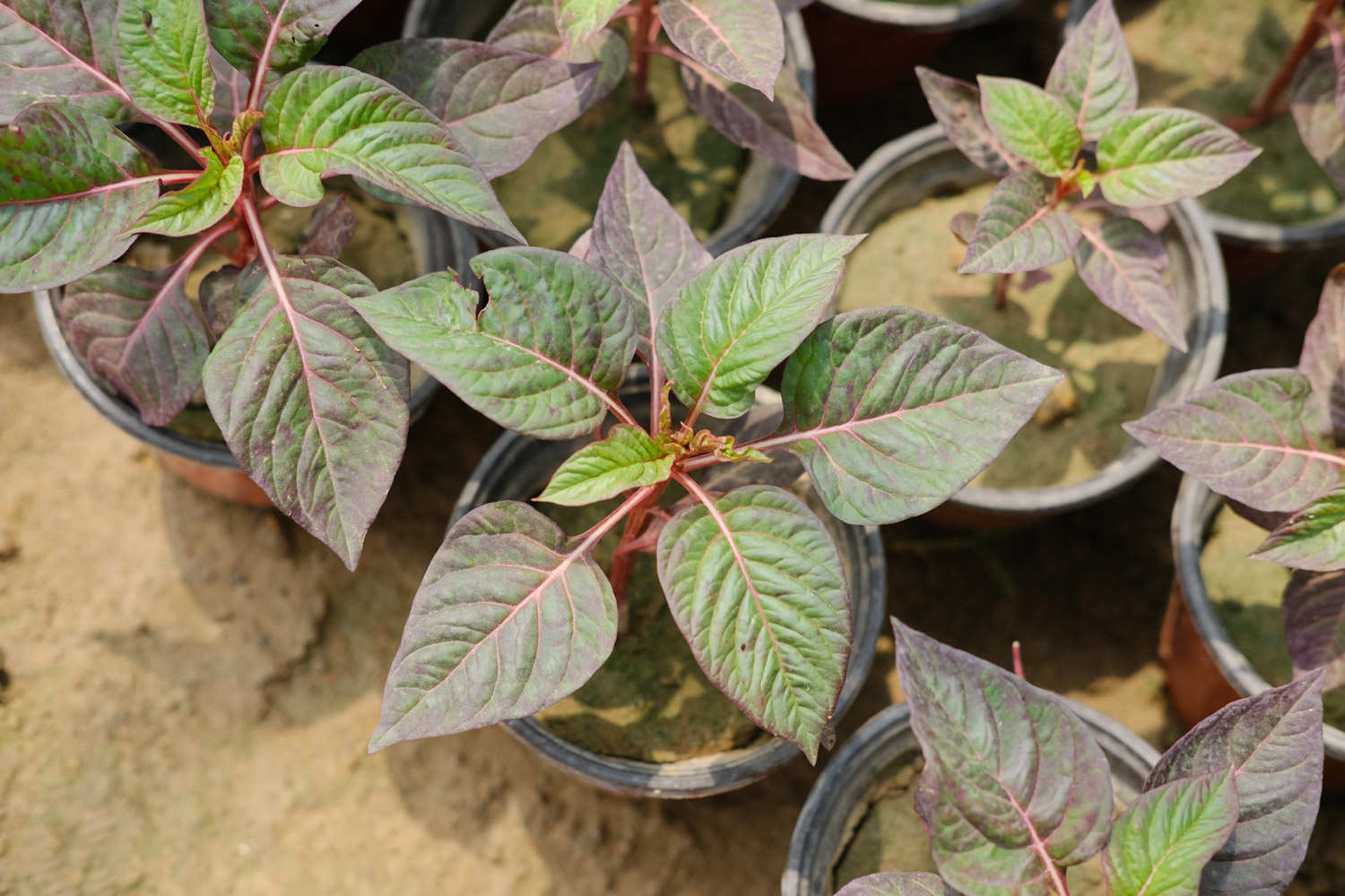 小灌木属于什么植物