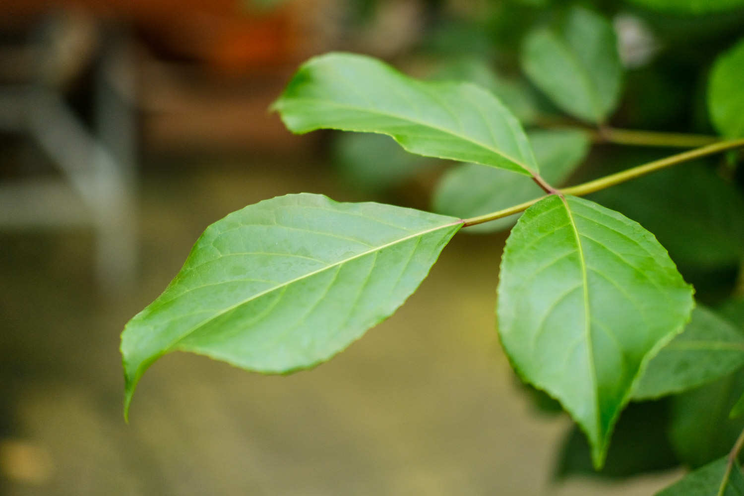 指尖上的盆景，养好了比兰花还值钱