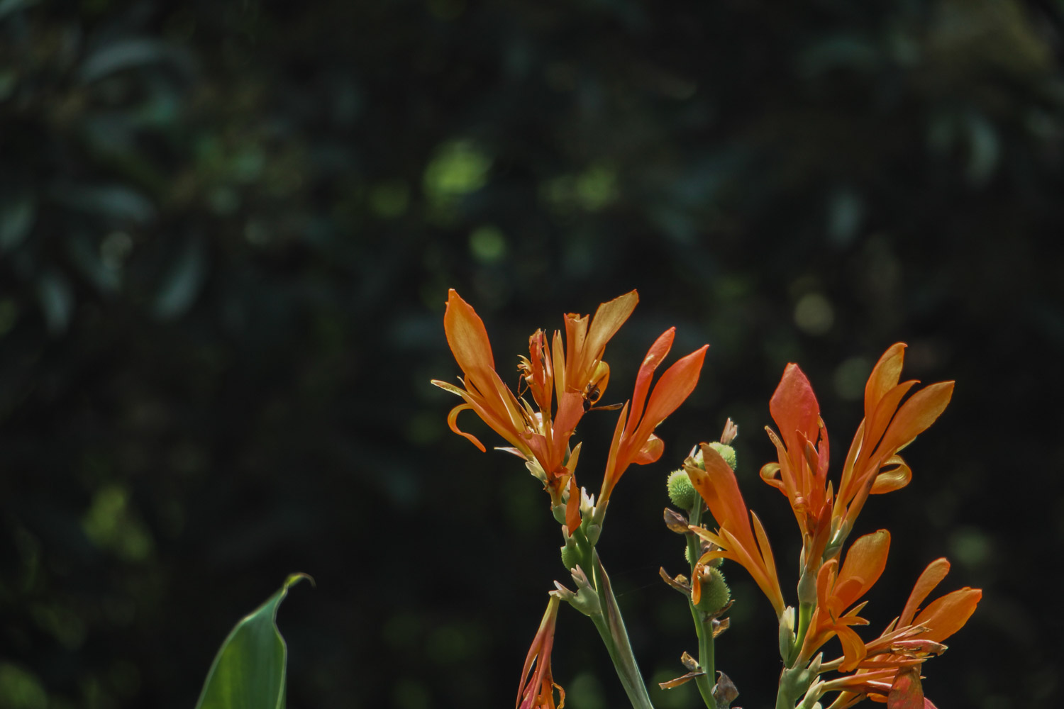 美人蕉一年四季怎么浇水