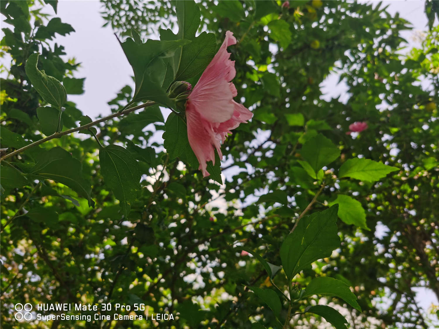 木槿有哪些品种