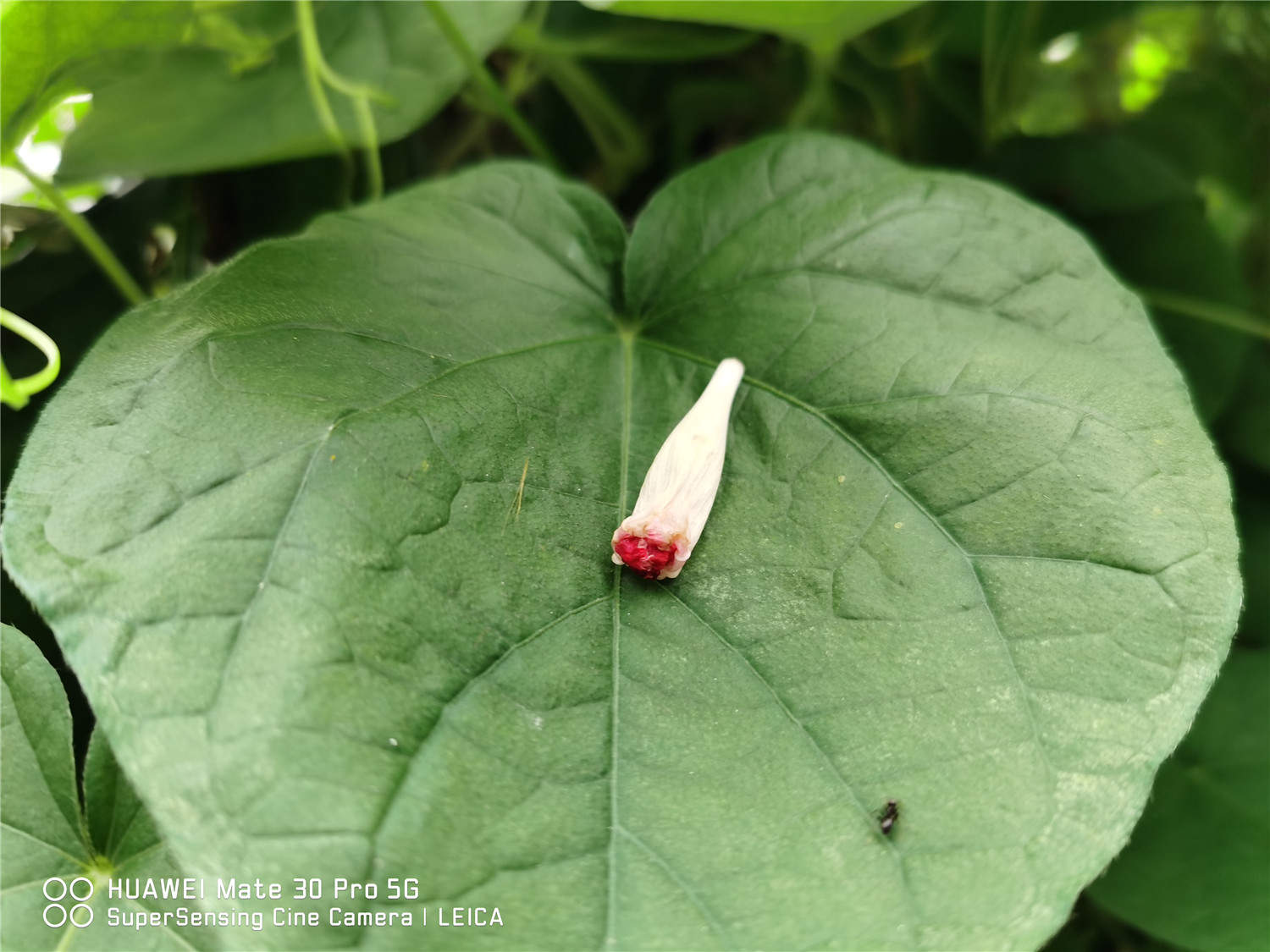 牵牛花什么时候开花