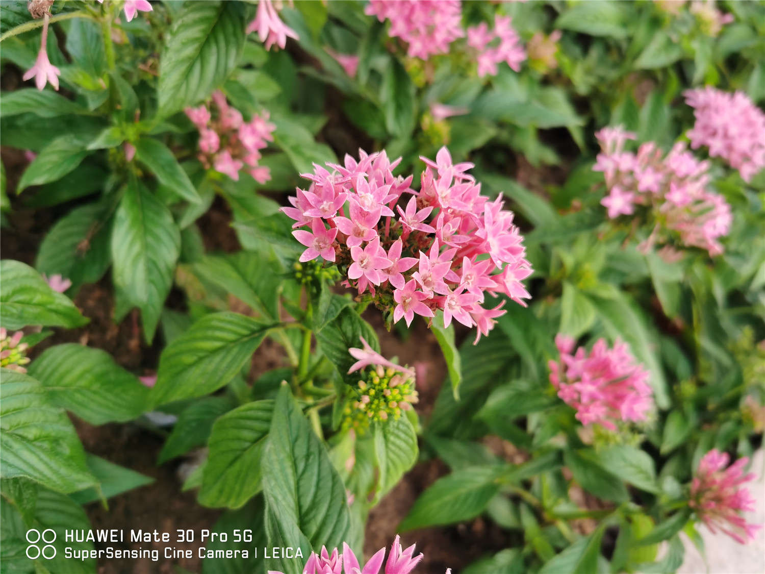 五星花的种植方法