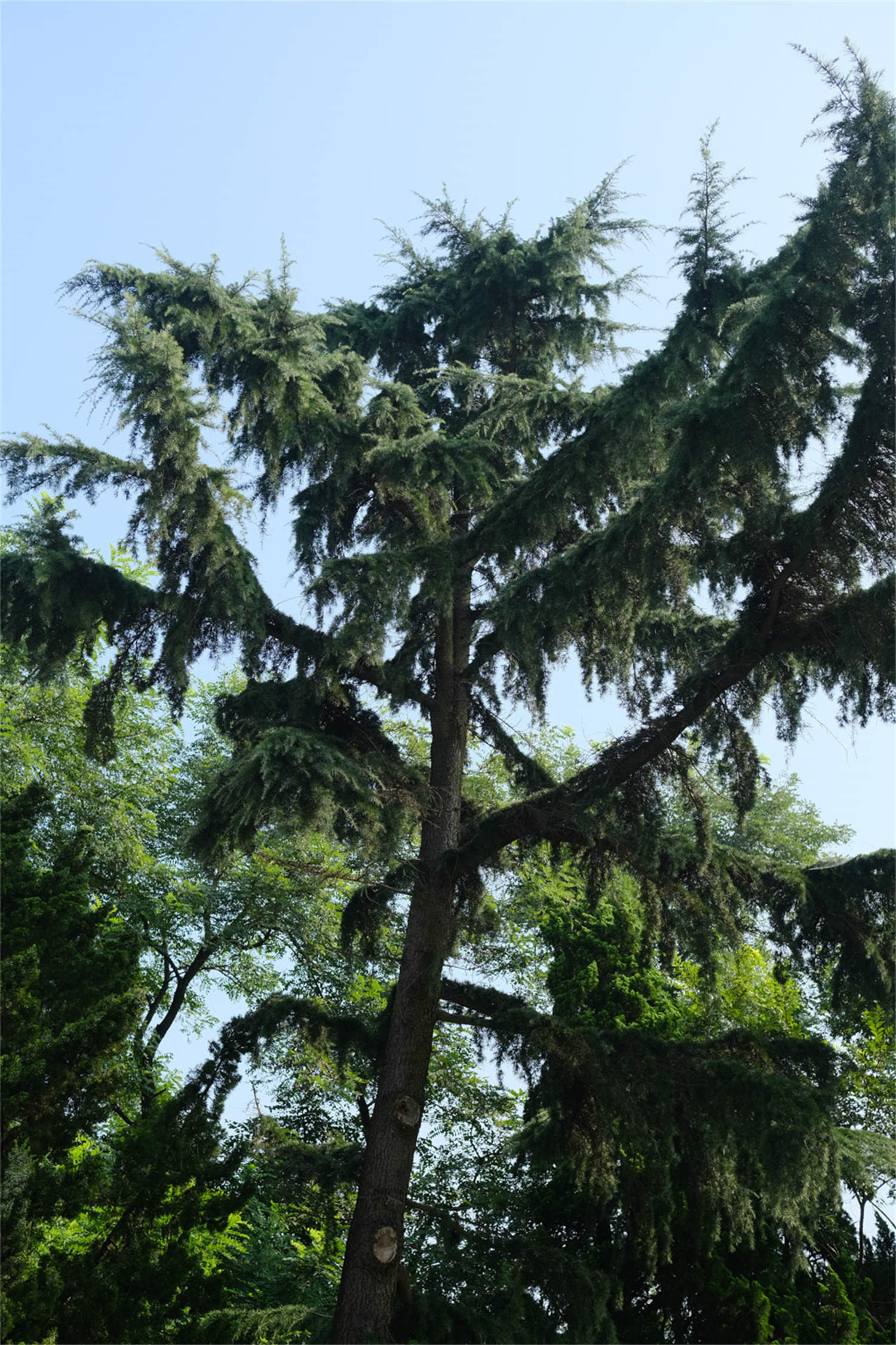 雪松种子怎么种