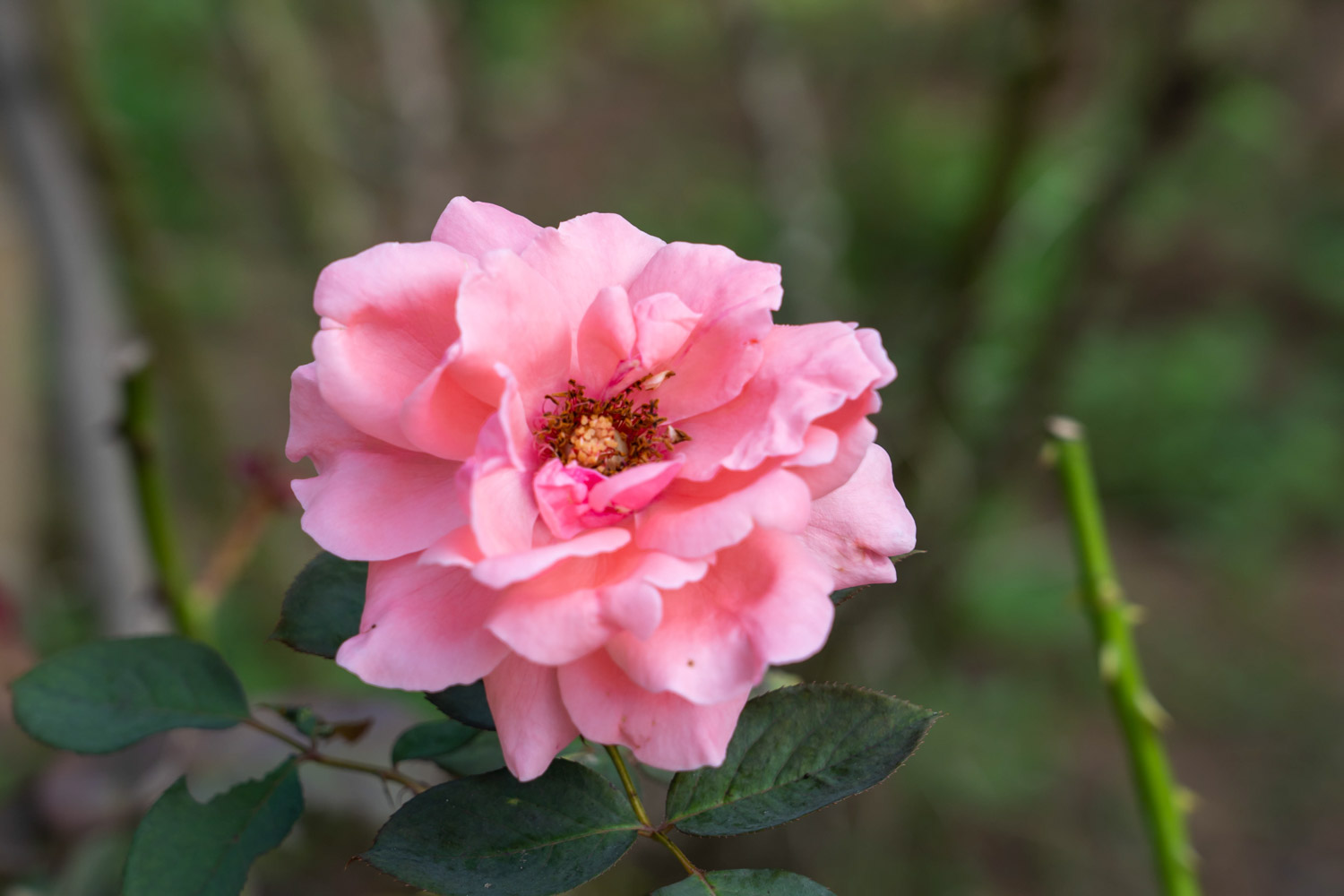花椒树可以嫁接月季吗