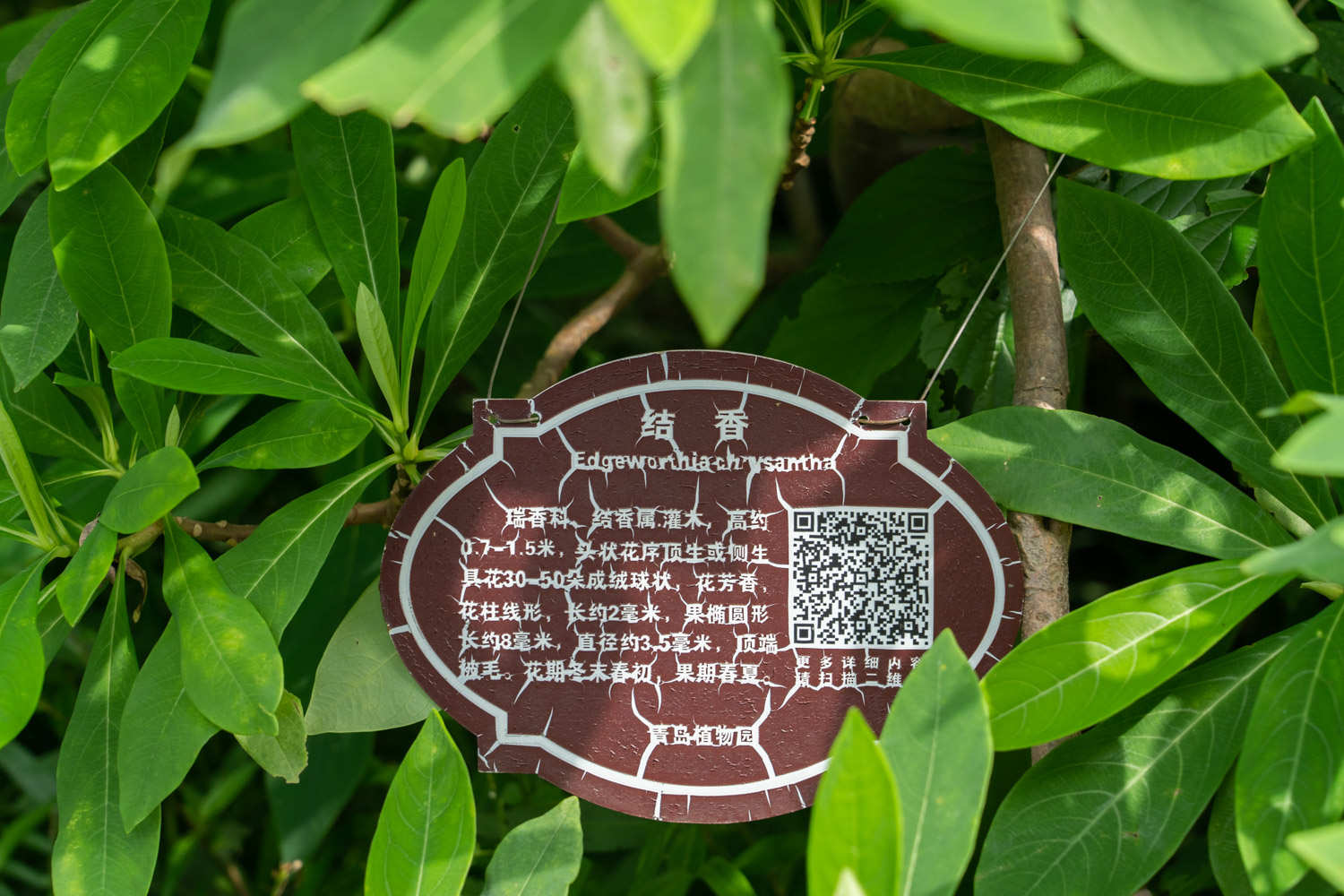 结香冬天能开花吗