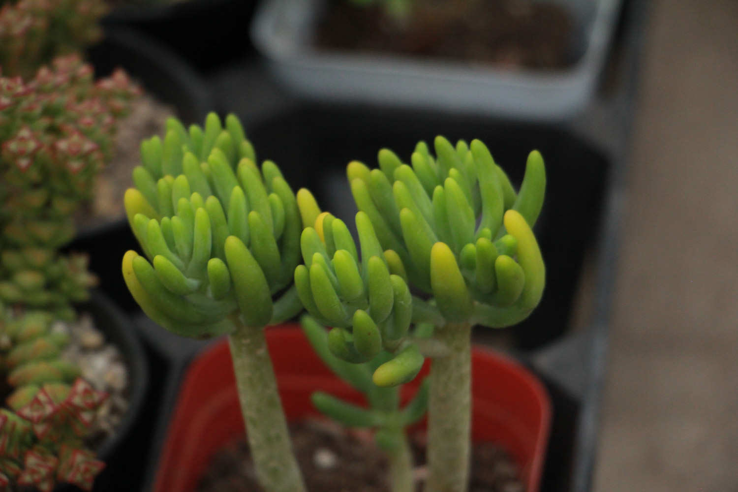 八千代的养殖方法