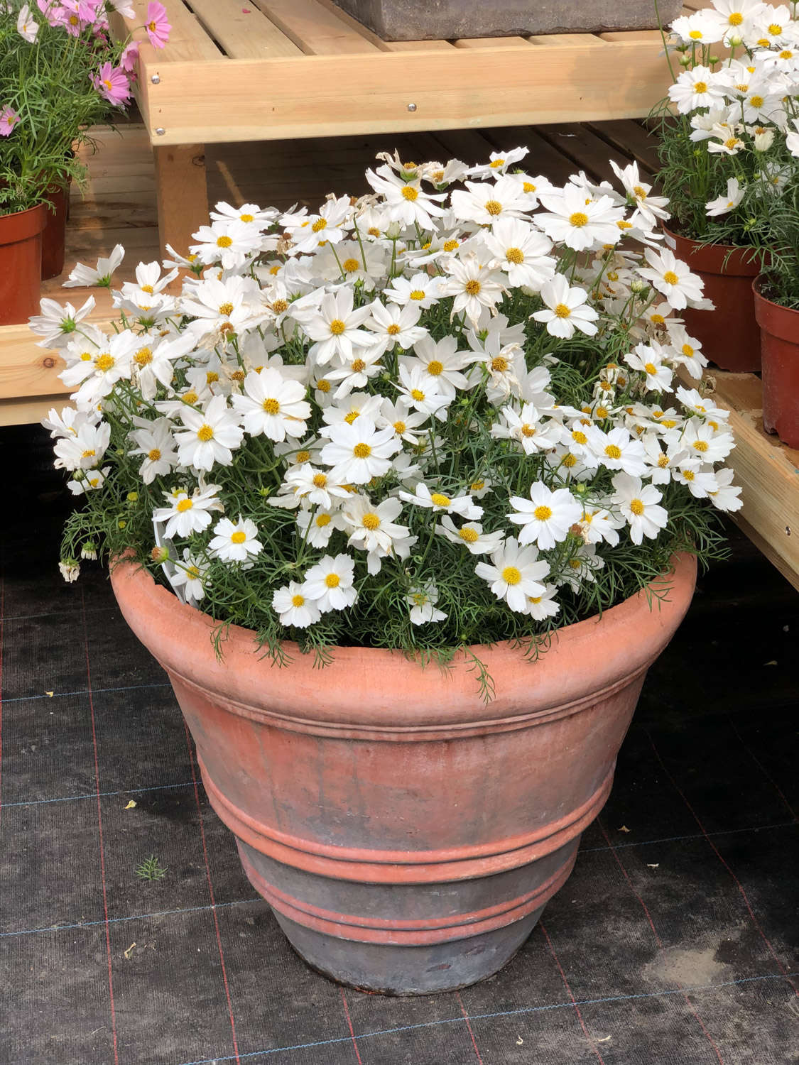 大波斯菊的养殖方法