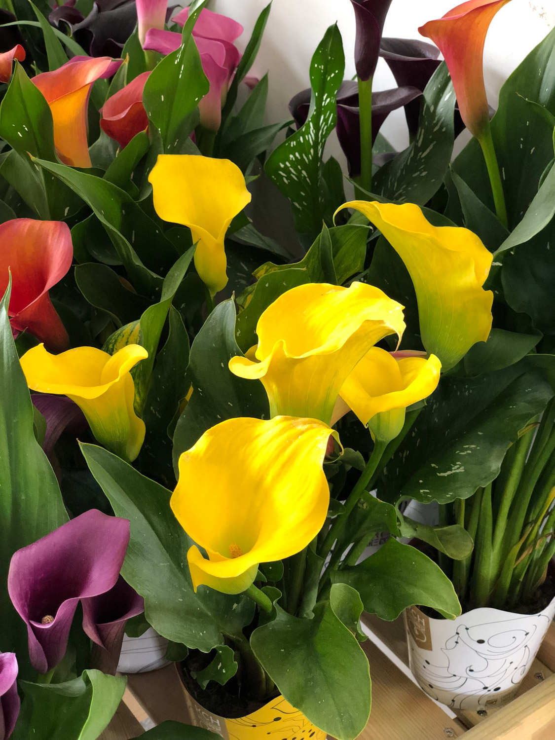 彩色马蹄莲 彩色马蹄莲