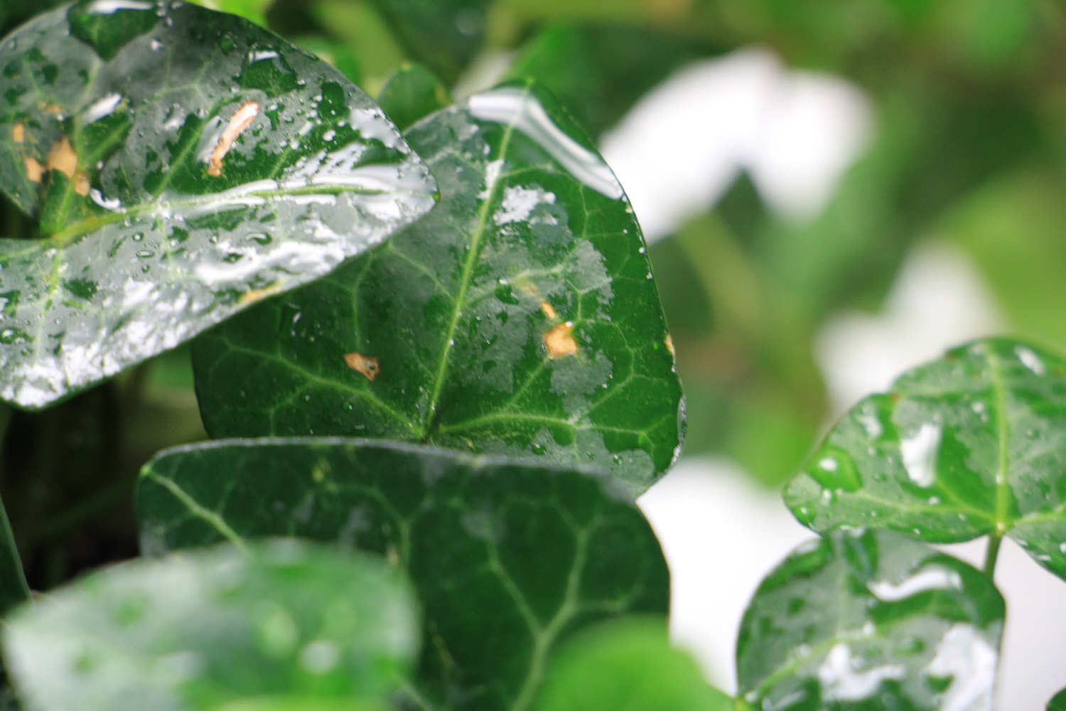 常春藤怎么养殖