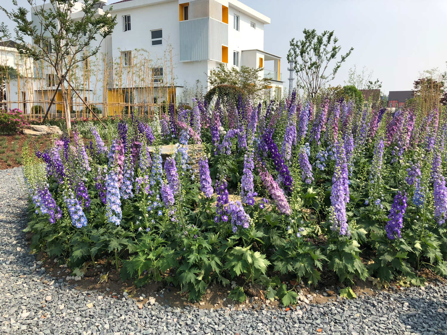 翠雀有哪些品种