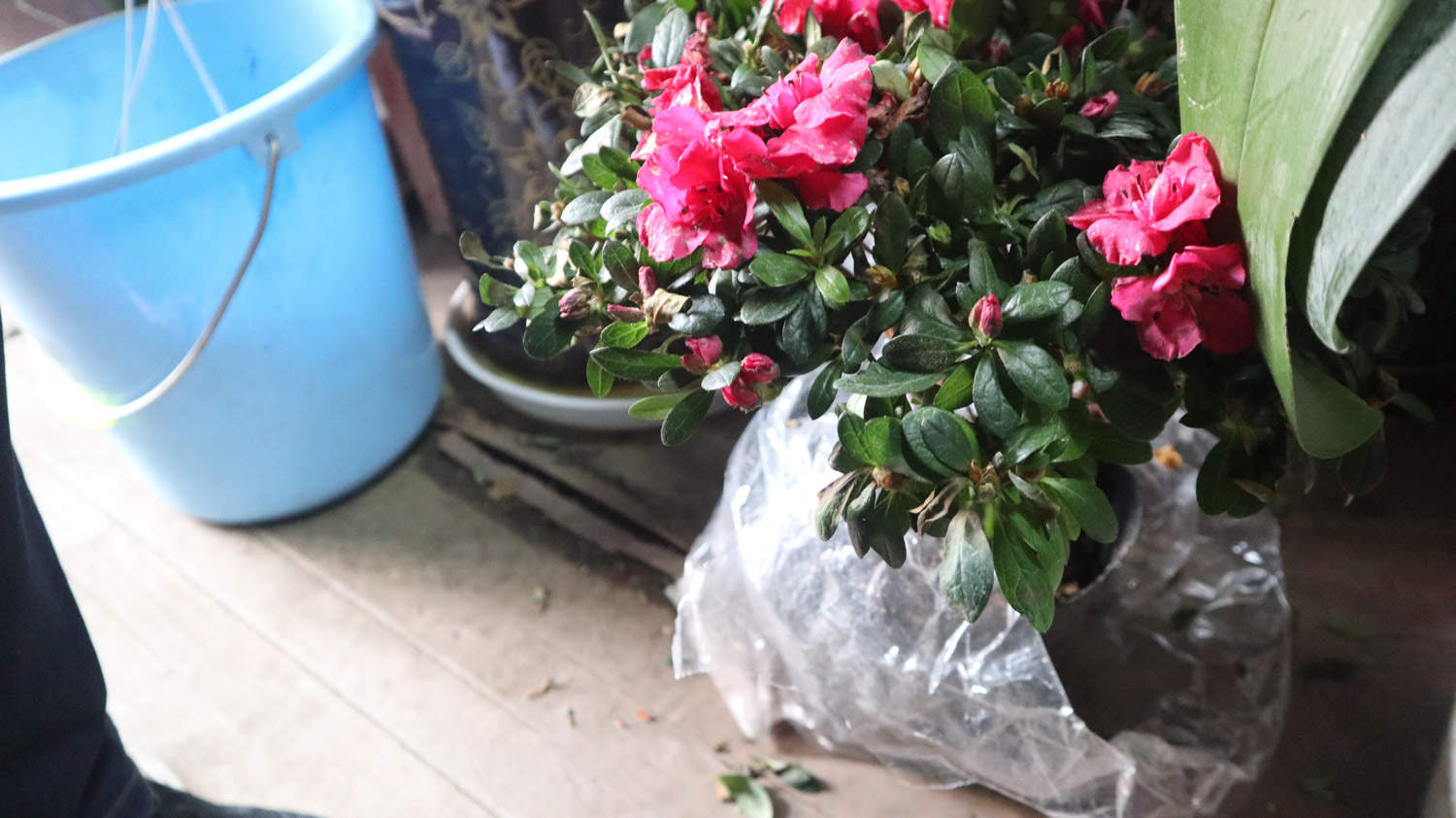 杜鹃花用什么土好