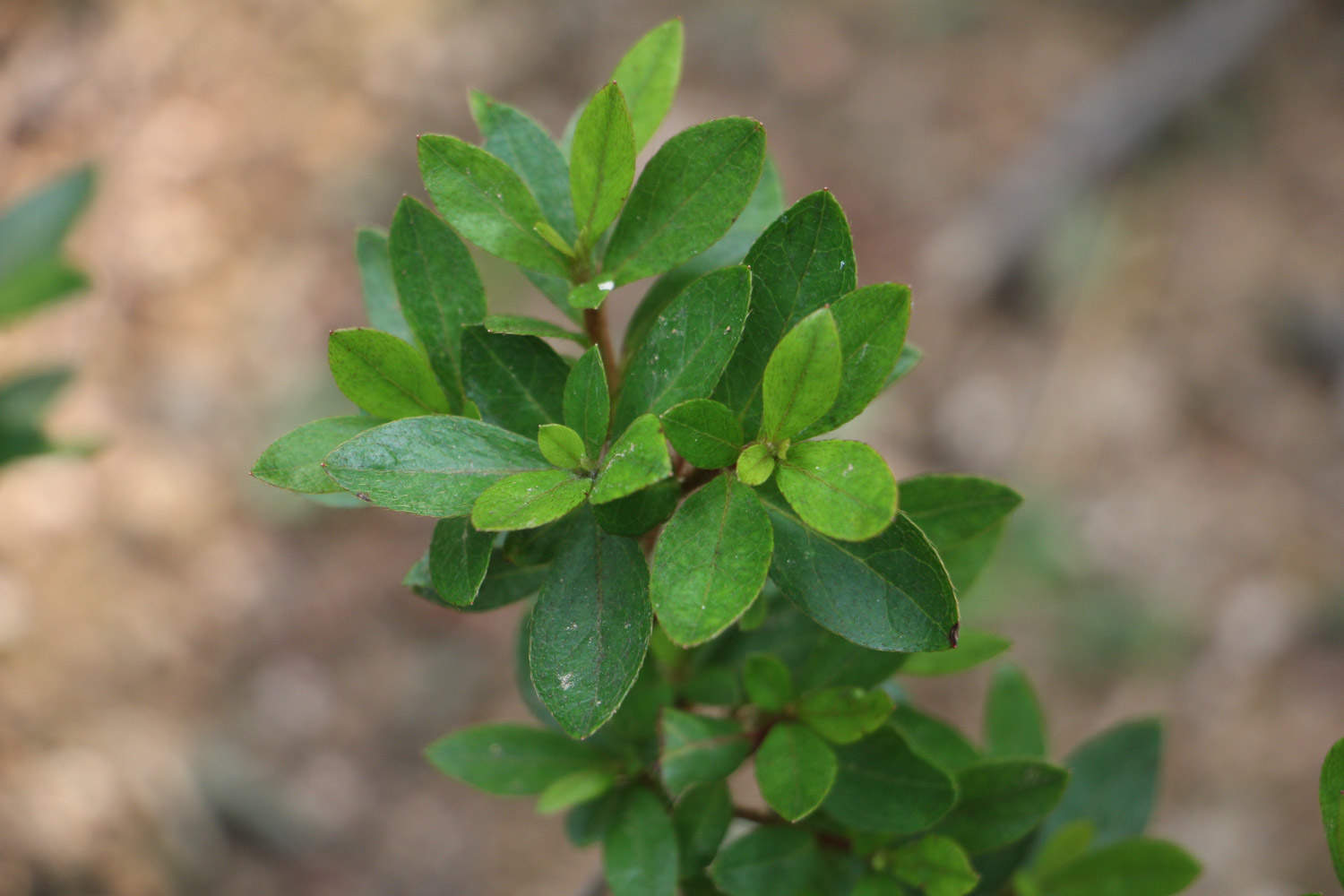 夏鹃的养殖方法及注意事项